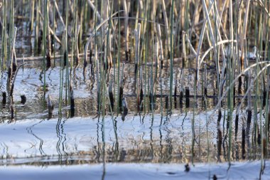 Suyun kenarında büyüyen ince otlar.