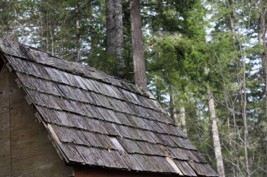 Kuzeybatı Pasifik Ormanı 'ndaki kulübede eski sedir kiremitli çatı