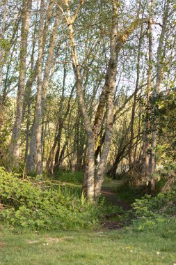 Ağaç dalları ve gövdeleri küçük çayır açıklığının kenarında.