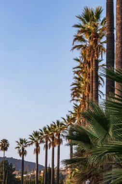 Yolun kıvrımlarını takip eden yüksek palmiye ağaçları.