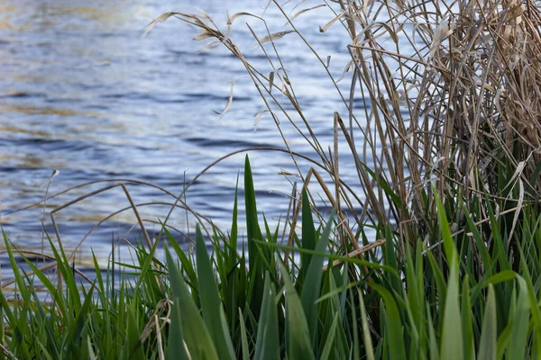 Cañas gruesas y hierbas altas que crecen en el borde del agua — Foto de Stock