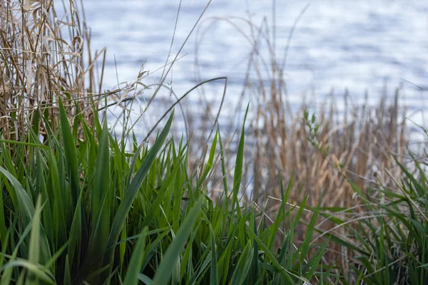 Trawy i trzciny na krawędzi wody — Zdjęcie stockowe