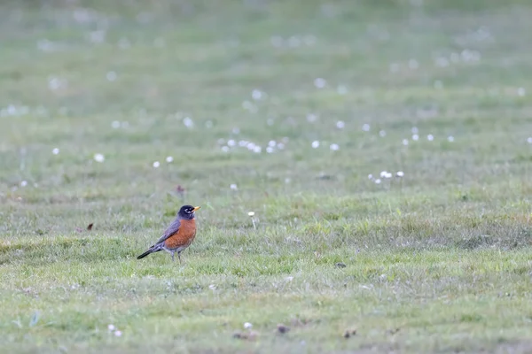 Vermelho robin hopping em torno de alguns grama — Fotografia de Stock