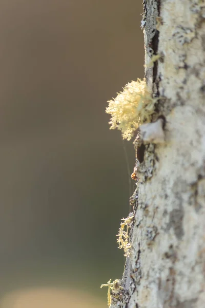 Žluté chomáče suchého mechu přiléhající ke kůře stromu v létě — Stock fotografie