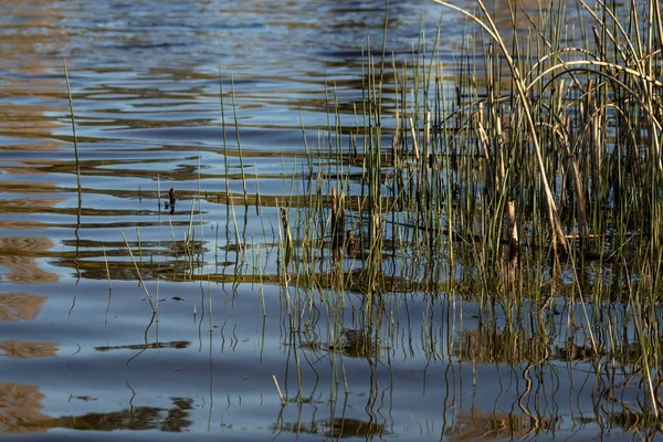 Hierba alta y juncos que crecen fuera del agua —  Fotos de Stock