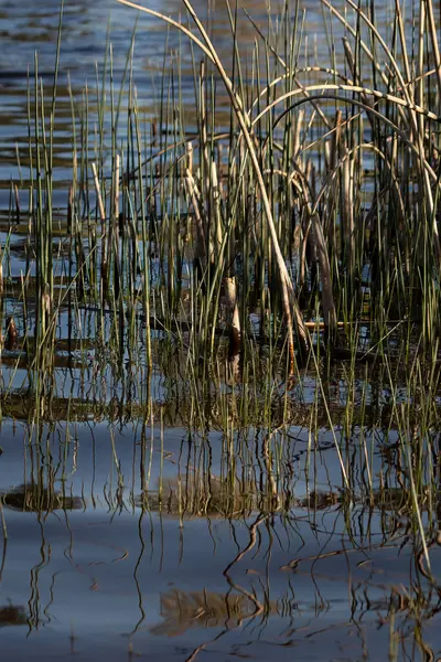 Ψηλό γρασίδι και καλάμια που φυτρώνουν από το νερό — Φωτογραφία Αρχείου