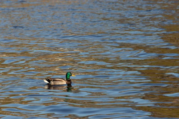 Único pato mallard macho nadando em pequena lagoa reflexiva — Fotografia de Stock
