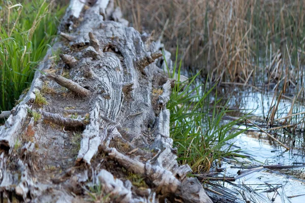 Viejo tronco desgastado sumergido en las aguas poco profundas — Foto de Stock