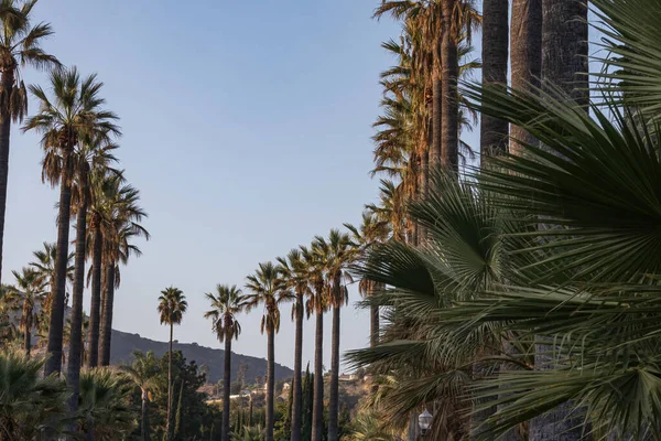 Curved road lined with palm trees in california — Stock Photo, Image