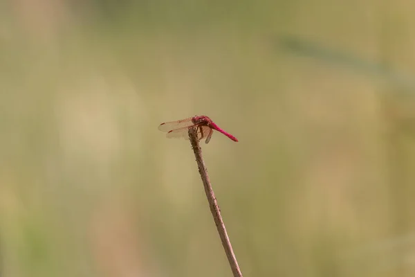 Cardinal meadowhawk sitting over smooth natural colored background — Stock Photo, Image