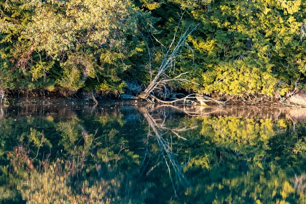 Noch Teich in Washington State Wald Lebensraum — Stockfoto