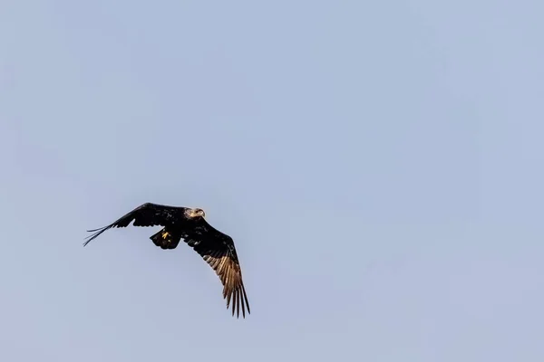 Jonge adelaar vliegen tegen de blauwe lucht in de zomer — Stockfoto