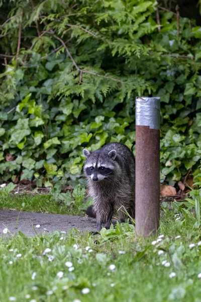 Raccoon standing near a cement pillar in park — Stock Photo, Image