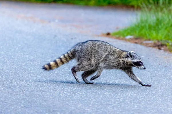 Mapache caminando en la carretera en Washington noche del estado — Foto de Stock