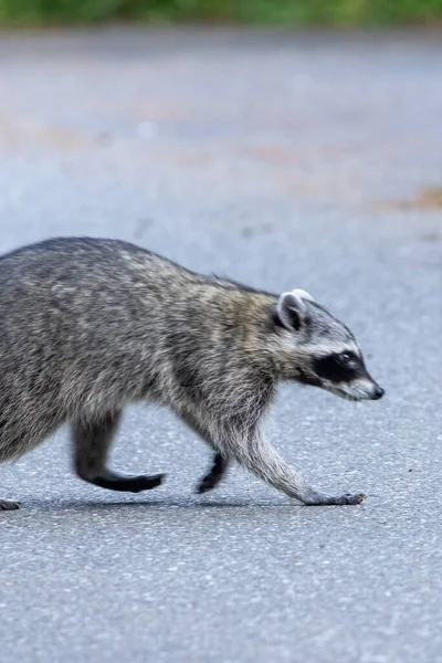 Mapache caminando en la carretera en el estado de Washington — Foto de Stock