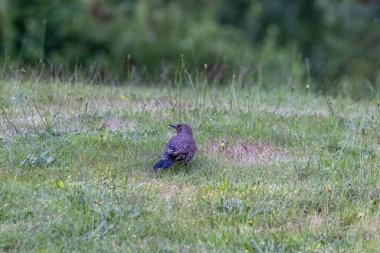 Kuzey titreşiyor kır çiçekleriyle kısa çimenli tarlada