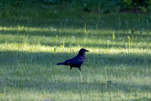 Corvo em um gramado coberto no verão — Fotografia de Stock