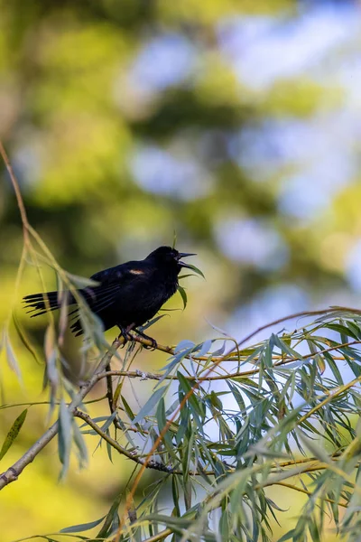 Svart fågel i träd kvittrande i grenar — Stockfoto