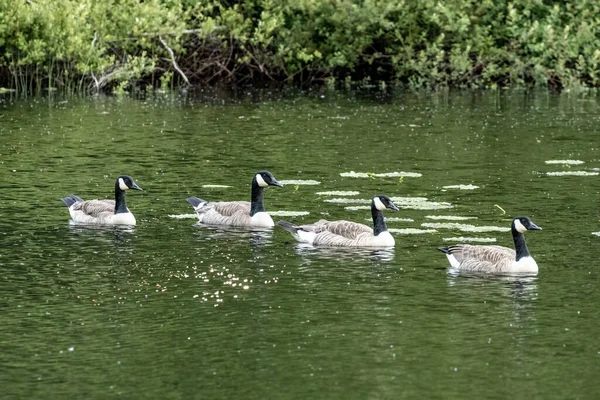 Quatro gansos canadenses nadando ao longo da lagoa — Fotografia de Stock