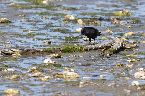 Single zwarte vogel zwerven rond bij eb — Stockfoto