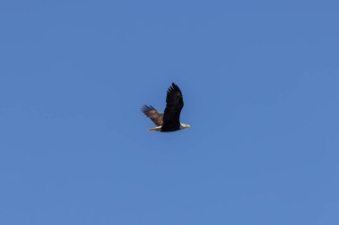 Kel kartal ağacın tepesinde süzülüyor.