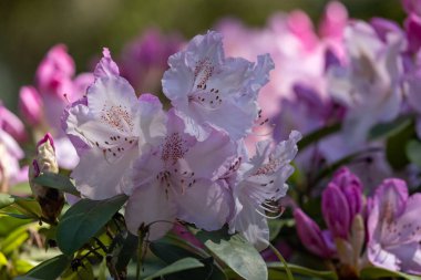 Koyu yeşil rhododendron çalılığında açan pembe çiçekler.