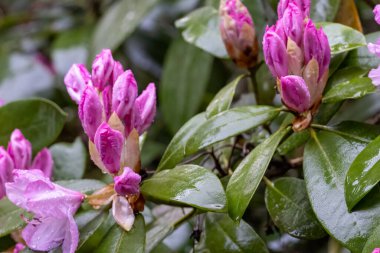 Su damlaları pembe tomurcuklara ve yeşil yapraklara düşer