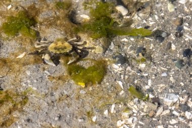 Kumsalda sığ suyun altında küçük kahverengi yengeç.