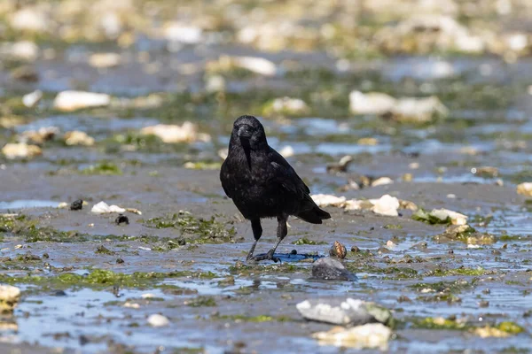 Enda svart fågel strövar runt en strand vid lågvatten — Stockfoto