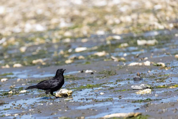 Enkele zwarte vogel zwerven rond een strand — Stockfoto