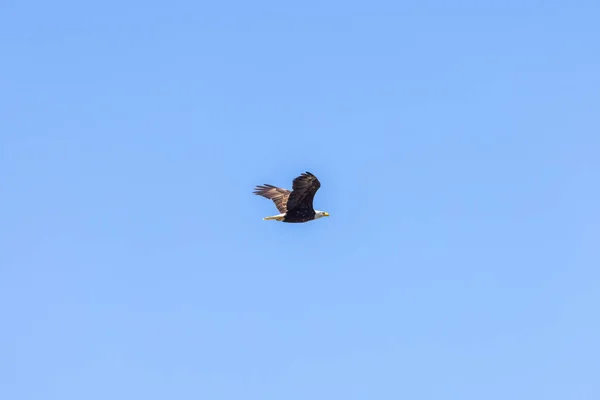 Aquila calva americana svettante in alto sopra le cime degli alberi — Foto Stock