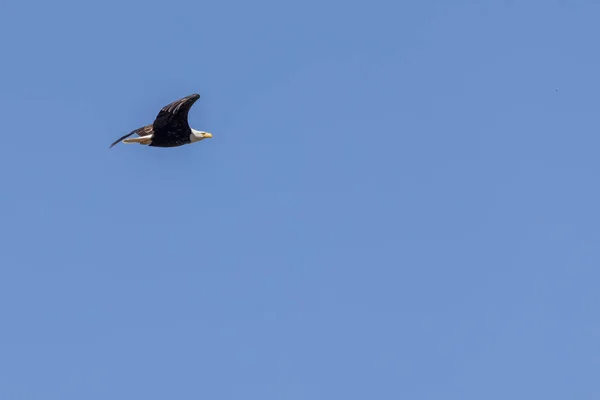 Kale adelaar die hoog boven de boomtoppen zweeft — Stockfoto