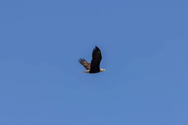 Лысый орел высоко парит над верхушками деревьев — стоковое фото