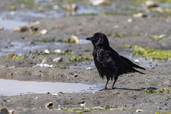 Stora svarta fåglar hoppar runt på en strand — Stockfoto