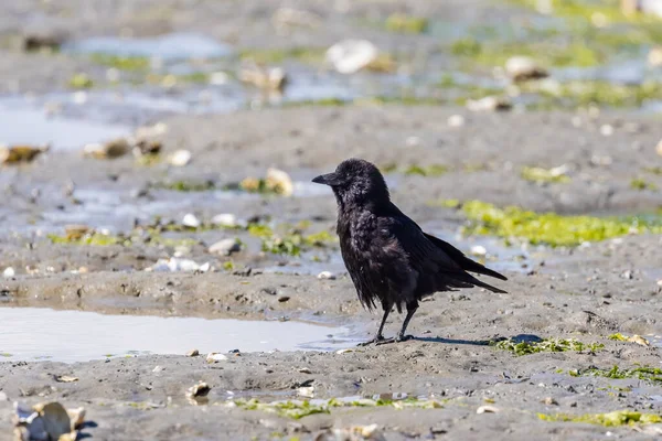 Sahilde hoplayıp zıplayan iri siyah kuşlar. — Stok fotoğraf