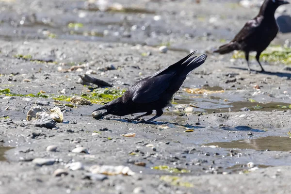 Stora svarta fåglar hoppar runt på en strand — Stockfoto
