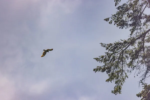 Grande aquila calva che vola sopra i rami di un pino — Foto Stock