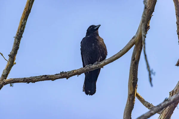 En enda svart kråka som sitter på en trädgren — Stockfoto