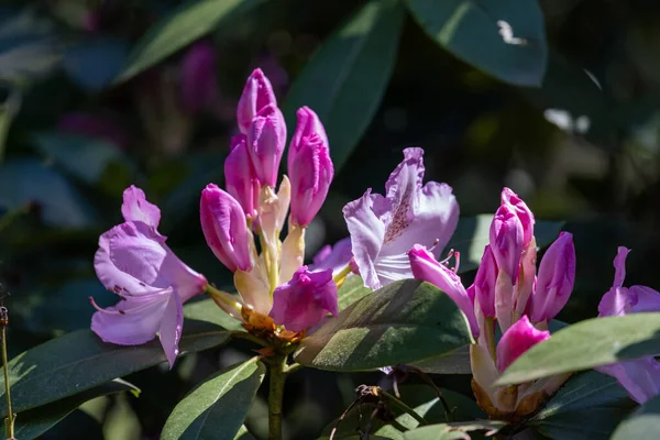 Arbusto de rododendro verde escuro com cachos de flores rosa — Fotografia de Stock