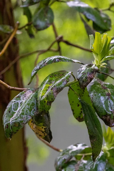 Tangle of madrone branches with withering leaves — Stock Photo, Image