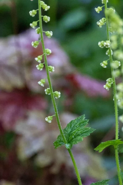 Close-up van kleine koraal bel bloemen — Stockfoto