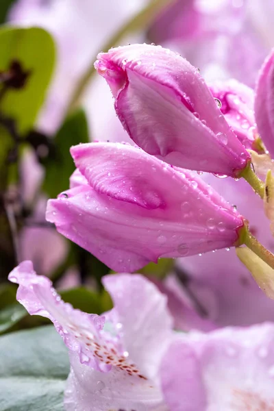 Pembe tomurcuklar rhododendron ile çiçek açmaya hazır. — Stok fotoğraf