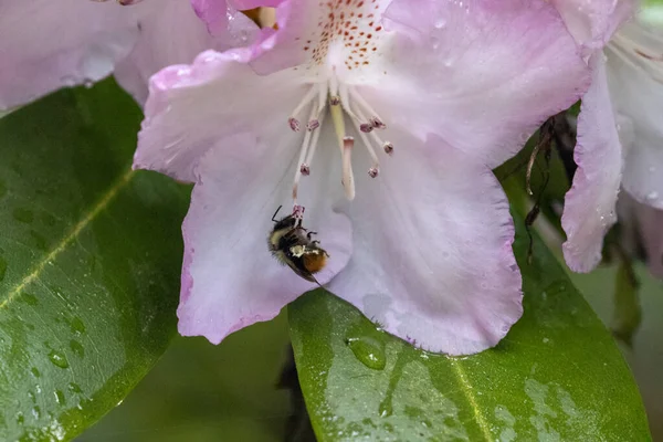 솜털이 달린 작은 벌 이 밝은 분홍빛 꽃을 타고 내려앉았다 — 스톡 사진