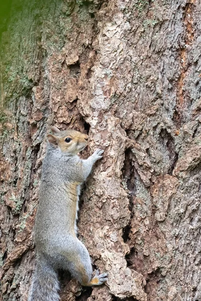 Esquilo cinza adulto no alto de uma árvore olhando ao redor — Fotografia de Stock