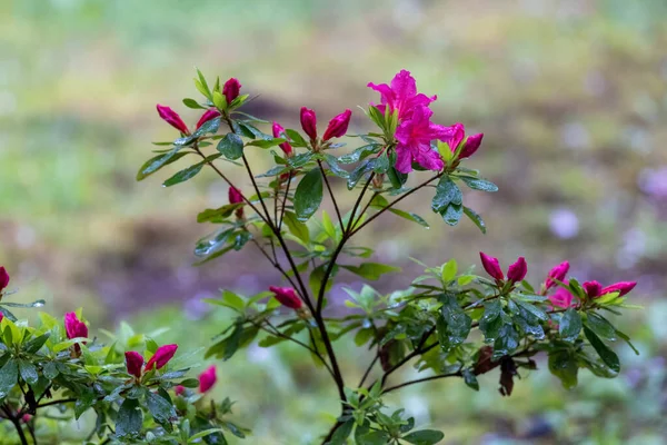 Azálea rosa brilhante crescendo no jardim da primavera — Fotografia de Stock