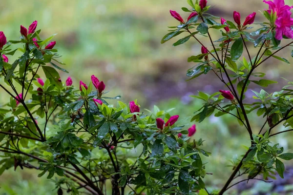 Azálea rosa brilhante crescendo no jardim da primavera — Fotografia de Stock