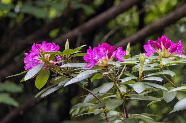 Washington 'da koyu pembe rhododendron çiçekleri grupları