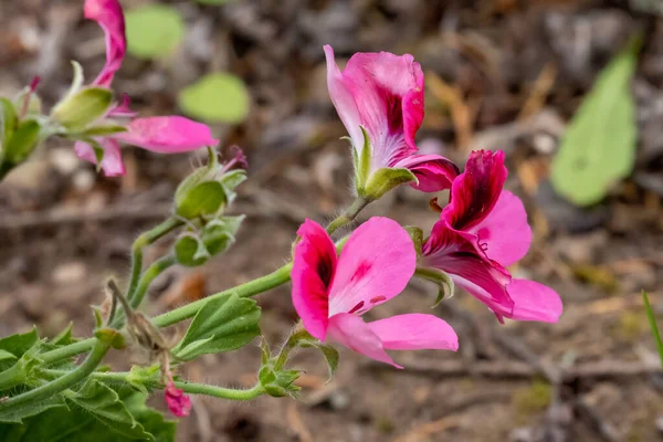 Gerânio em rosa com padrão listrado escuro crescente — Fotografia de Stock