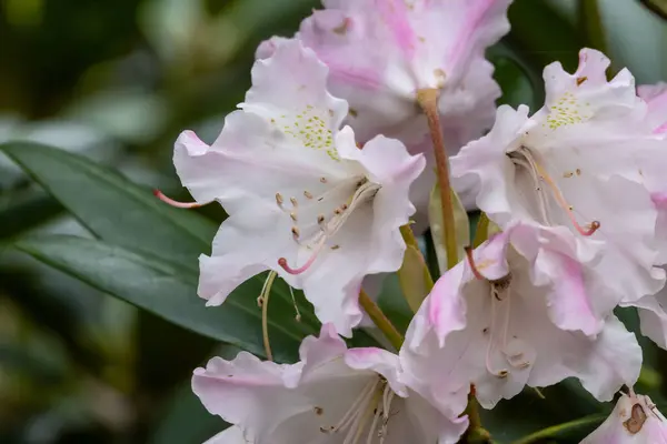 満開の薄ピンクと白のシャクナゲの花 — ストック写真