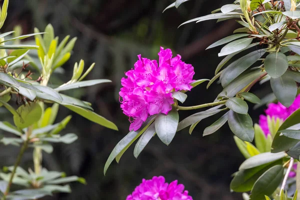 Agrupamento de flores de rododendro rosa roxo escuro — Fotografia de Stock